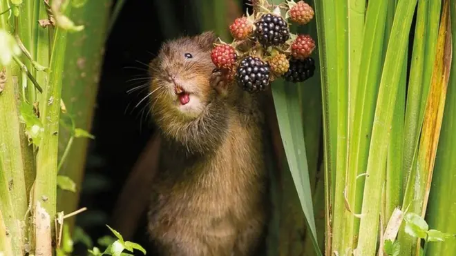 Водяная крыса