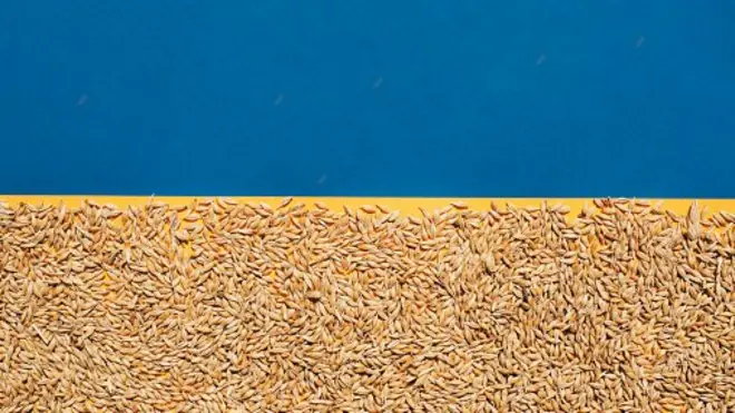 прапор і зерно