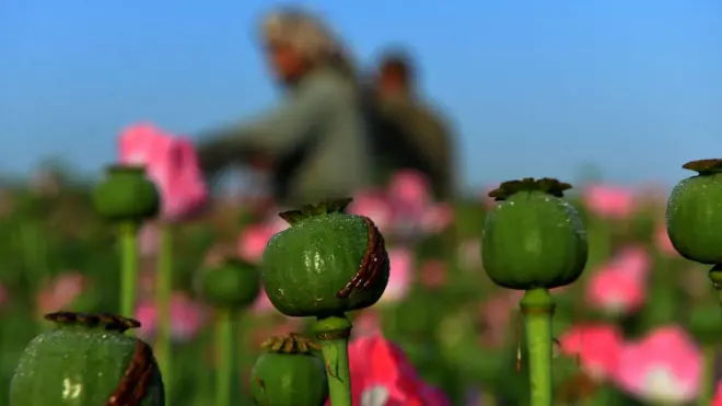 ملګري ملتونه وايي، ۲۰۱۷ کال ټول هېواد کې پر ۳۲۸ زره هکتاره ځمکه کوکنار کرل شوي دي