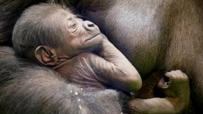 Kira, a 23-year-old western lowland gorilla, holds her newborn baby in its enclosure at Moscow Zoo, Russia.