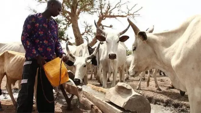 Man dey feed cow