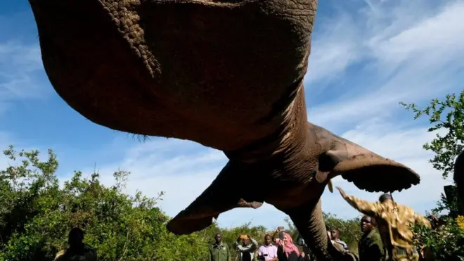 It is not everyday you see an elephant upside down and suspended in the air - but on Wednesday in Nyeri county, Kenya, that is exactly what was happening