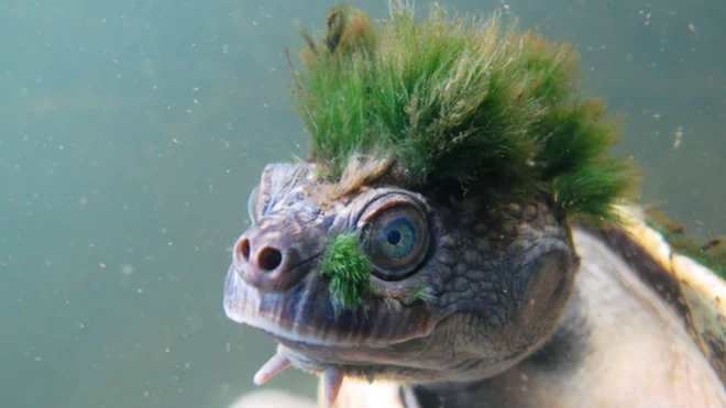 เต่าแม่น้ำแมรี่มีสาหร่ายขึ้นปกคลุมตามตัว จนดูเหมือนว่ามีผมตั้งสีเขียวแบบชาวพังก์