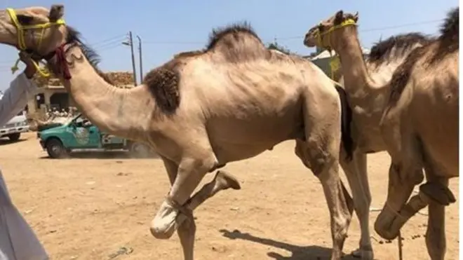 ربط قدم الجمل لاعاقة حركته والسيطرة عليه