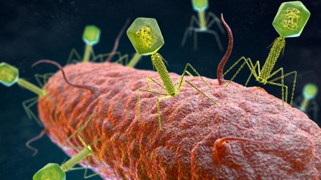 Fagos atacan una bacteria