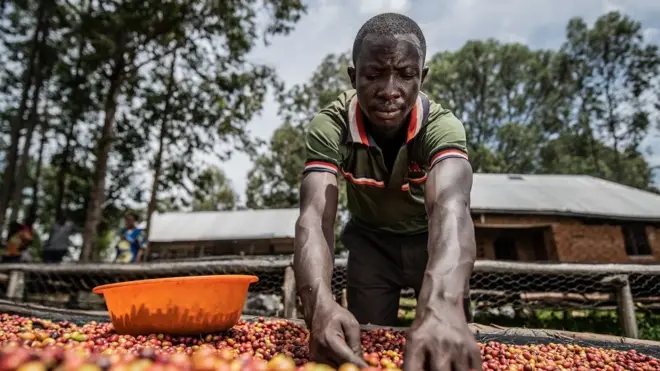 L'ancien combattant Jacques, 29 ans, trie des grains de café à Idjwi. 14 avril 2022.