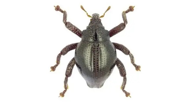 Trigonopterus yoda: Kumbang hijau mengkilat yang dinamakan karakter Stars Wars.