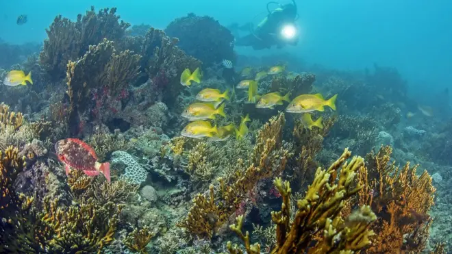 A Unesco projeta que os corais serão extintos da natureza até o fim deste século