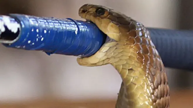 Boomslang akikuuma sehemu kubwa ya damu hupoteza uwezo wake wa kuganda