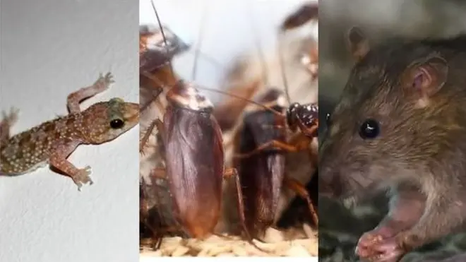 Agụụlọ , ụchịcha na oke