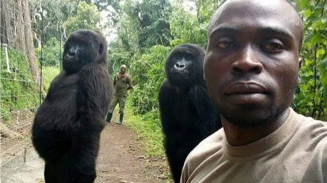 Selfie branché avec des gorilles