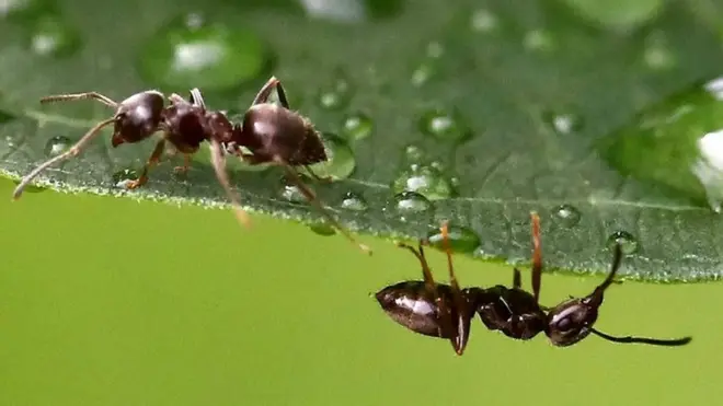 ارتقا، چیونٹیاں