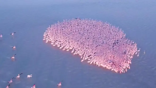 Розовые фламинго