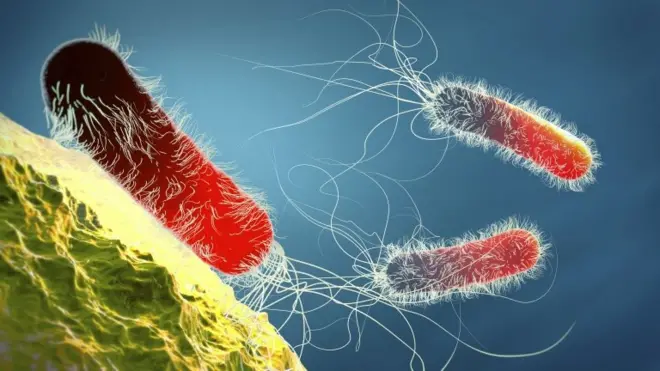 स्यूडोमोनास