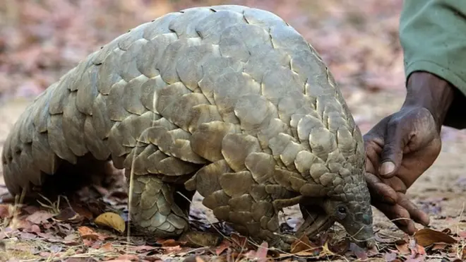 Un spécimen de pangolin dans une réserve animalière du Zimbabwe