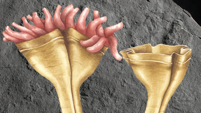 Ilustracija: Kako je auroralumina možda izgledala pre 560 miliona godina