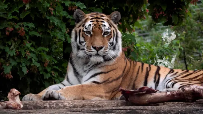 A Siberian tiger (stock photo)