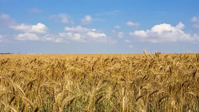 گندم اوکراین