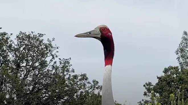 A rare Sarus crane shared a touching moment with the Indian man who nursed it back to health
