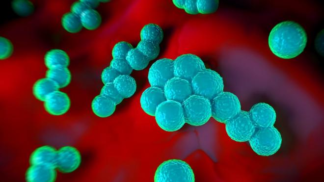 Ilustração da bactéria Staphylococcus aureus a nível microscópico