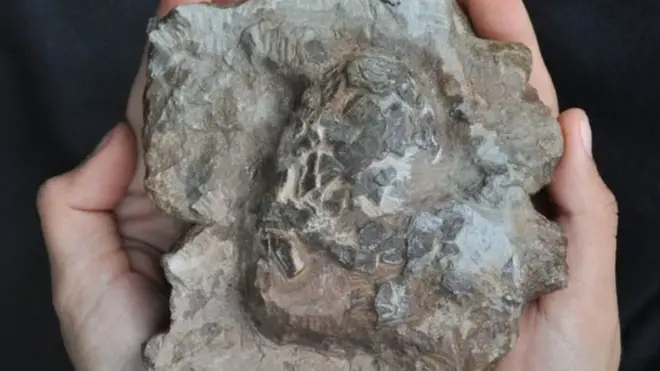 Яйца крокодила на удивление хорошо сохранились