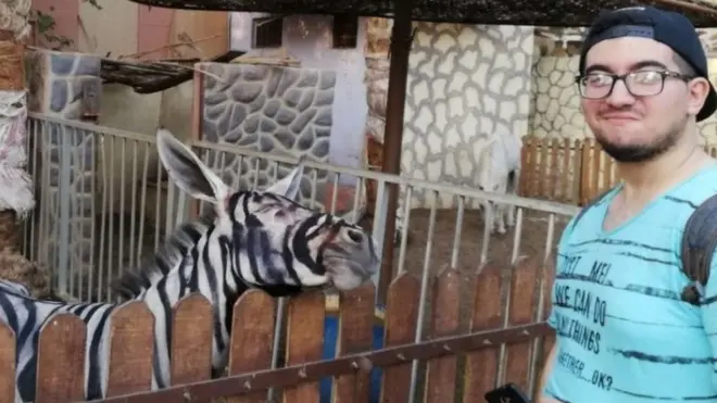 Zebra gibi boynanan eşek