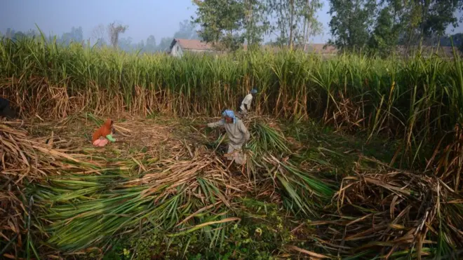 Indian workers in cane field