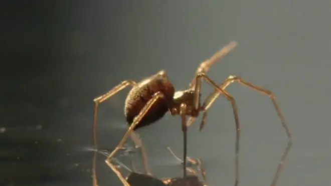 แมงมุมบนน้ำ