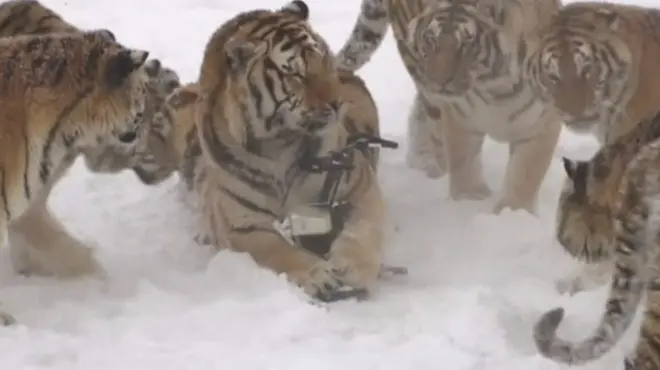 тигри біля дрона