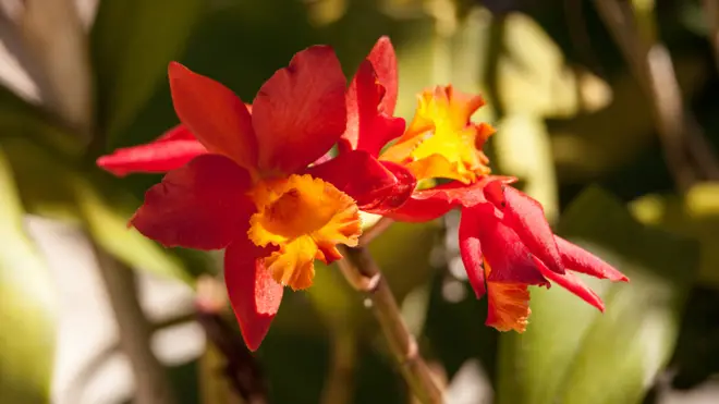 El algoritmo analizó datos de 150 mil especies de plantas. Y más de 15.000 especies resultaron tener una alta probabilidad de riesgo.