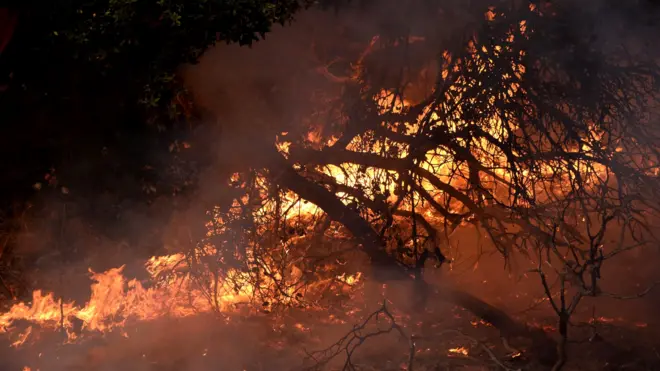Trees burn on the edges of a vineyard in Santa Rosa, California, October 11, 2017