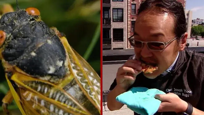 Kuvar koji jede bubice