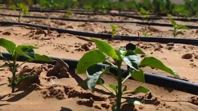 "ሕልማችን ሰው ሰራሽ የኤደን ገነት መፍጠር ነው"