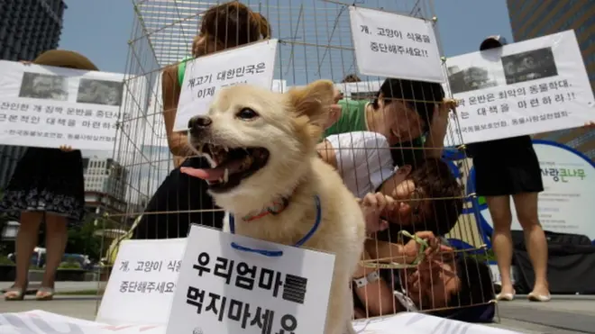 Seul'da köpek eti yenmesine karşı düzenlenen bir gösteri