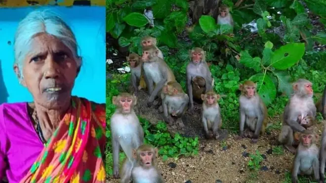 కోతుల దాడి కారణంగా మృతి చెందిన నర్సవ్వ