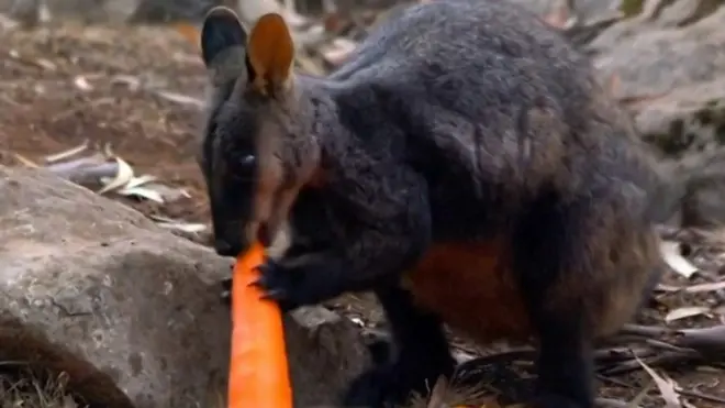 حيوان الولّب