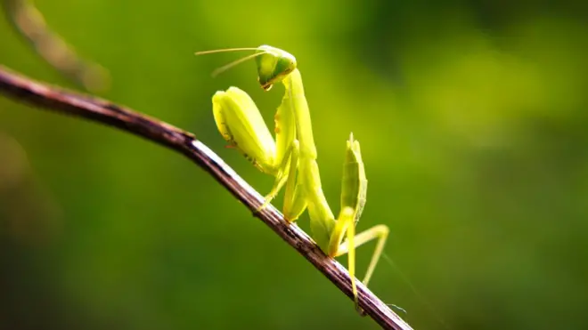 Bu peygamber devesi herhangi bir yerini yemiyor, sadece kendisini temizliyor.