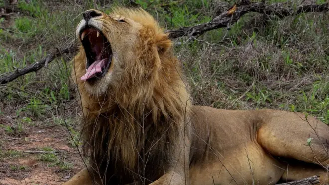 A lion in South Africa