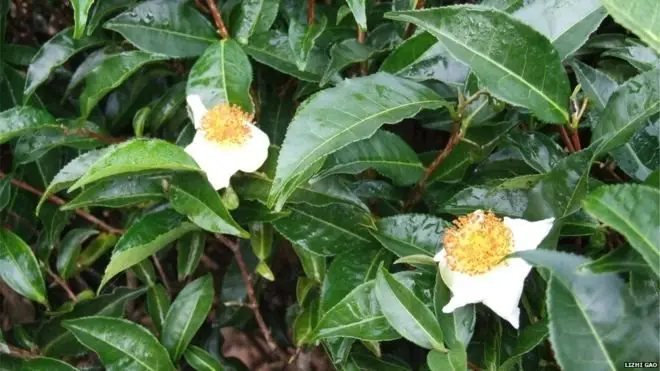 ชา 6 ชนิดหลัก ทำมาจากใบและยอดอ่อนของต้นชา Camellia sinensis