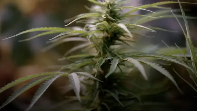 مزارعو الحشيش في المغرب: حالنا كحال العبيد