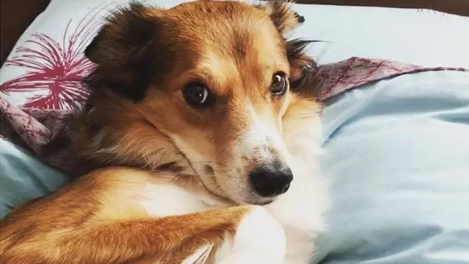 Ассаль нині живе у Женеві, а три роки тому її житлом був вольєр у притулку для тварин під Києвом