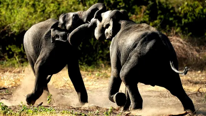 elephants