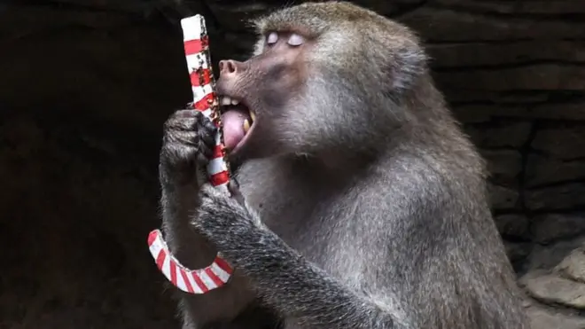 قردة البابون في حديقة حيوانات "كالي"