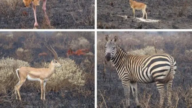 Inyamaswa muri Tsevo