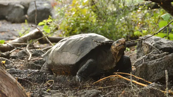Stephen Gaughran, investigador de la Universidad de Princeton, secuenció el genoma completo de Fernanda y lo comparó con el que recuperó de un especimen de museo.