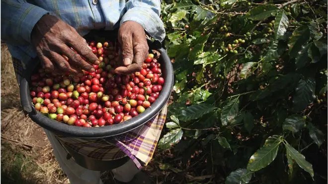 Seorang petani di Indonesia memanen kopi.