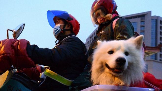 用摩托车春运移动的民众带上宠物狗返乡。