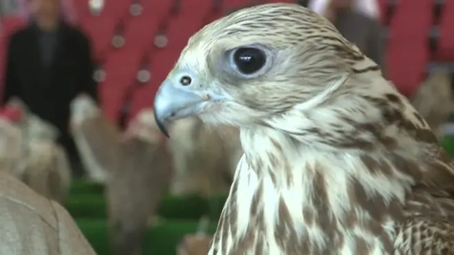 ثروة من الصقور في مهرجان الموروث الشعبي بالكويت