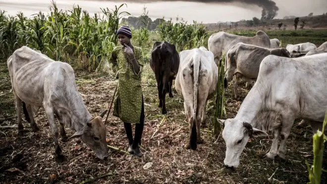 Cows dey chop as herdsman dey watch
