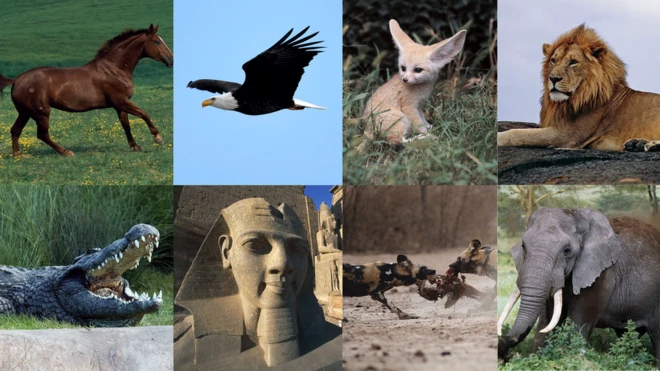 Fauves, félins, alligators et oiseaux se donnent en spectacle à la CAN